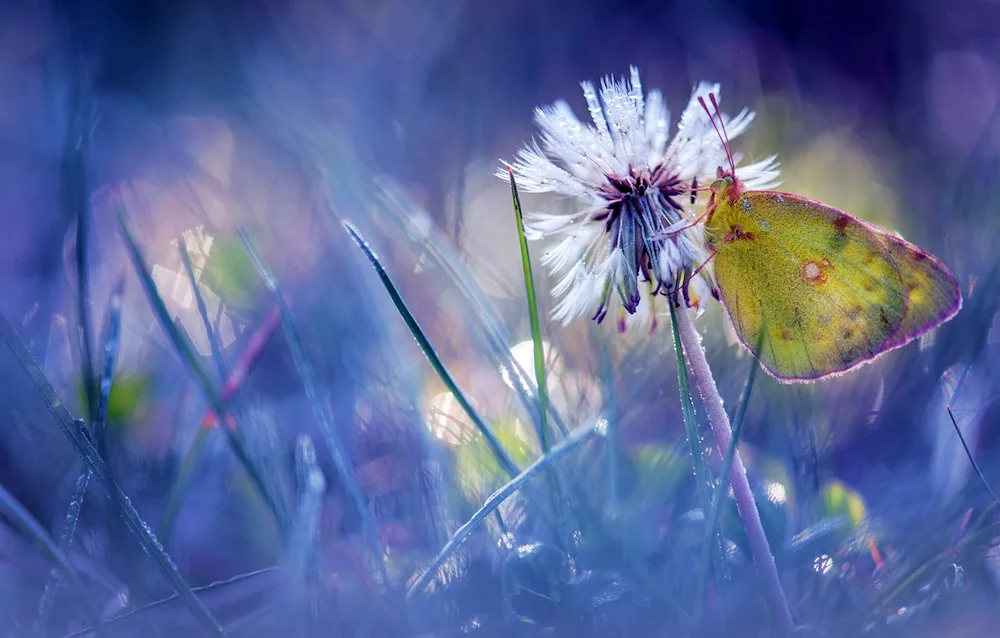 Girl- butterfly