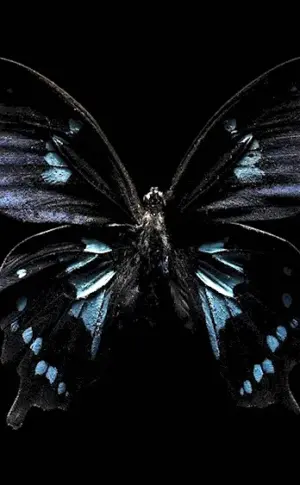 Butterfly on a dark background