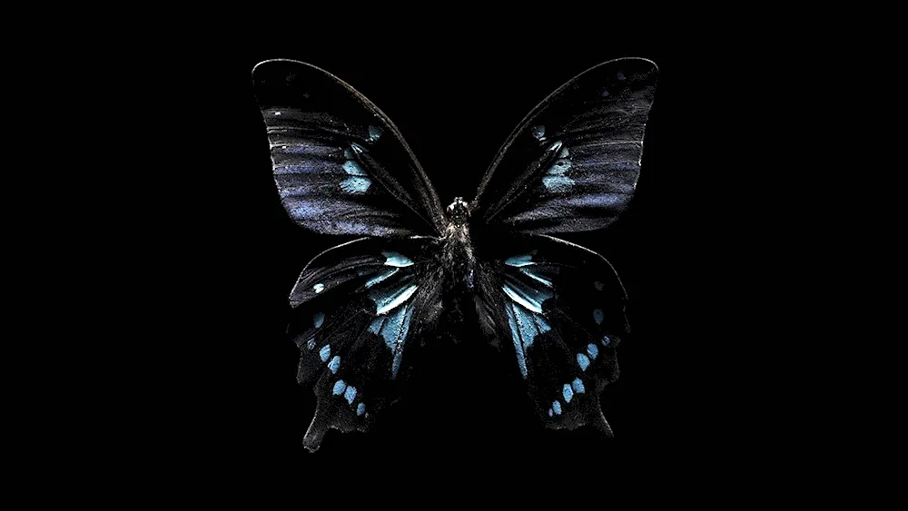 Butterfly on a dark background