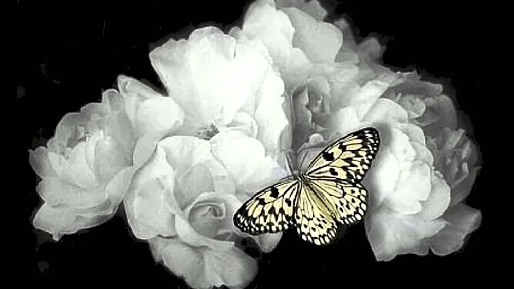 Butterfly on dark background