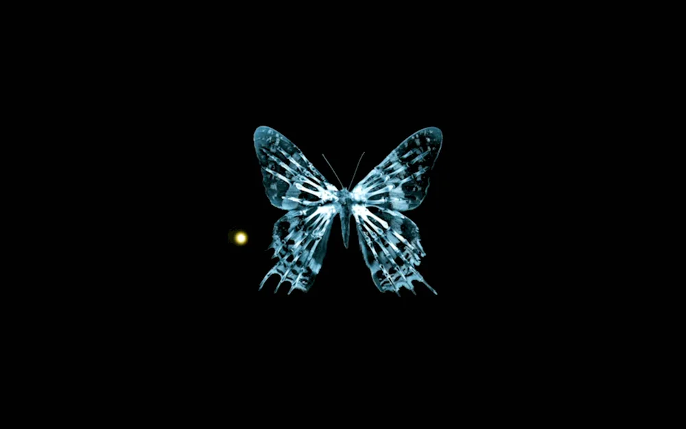 Butterfly on dark background