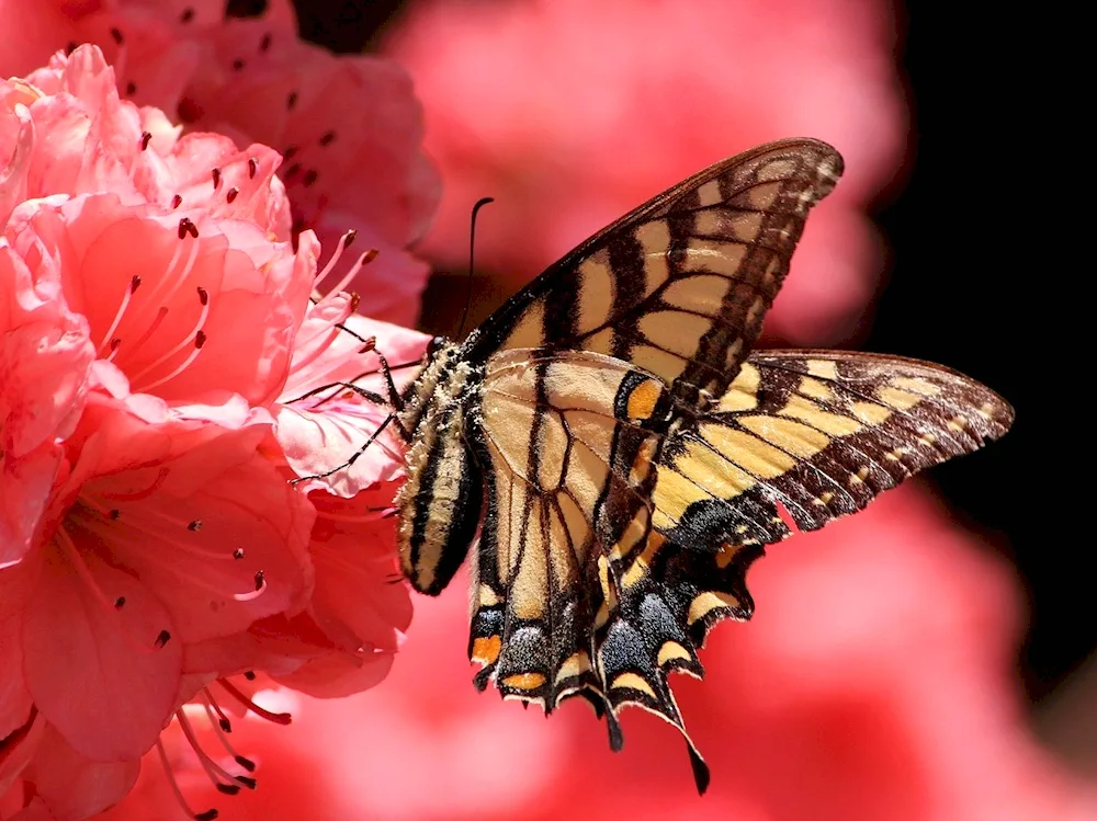 Butterfly on flower