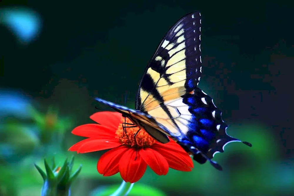 Butterfly on flower