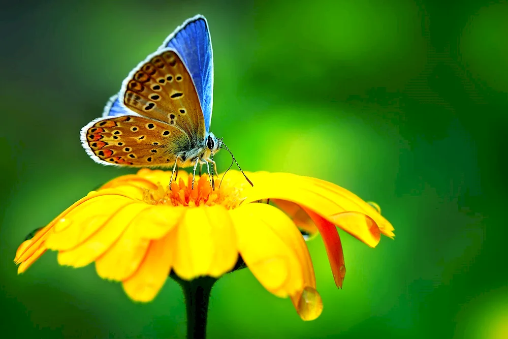 Beautiful flowers and butterflies