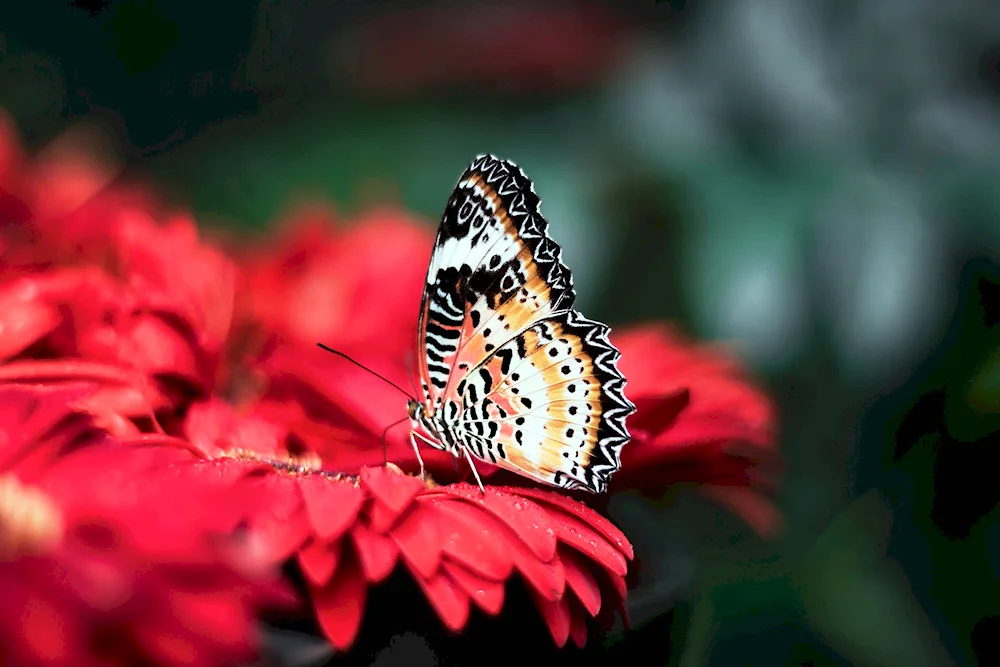 Butterfly on a flower flower