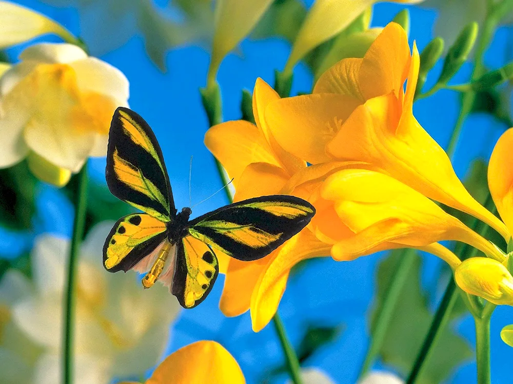 Butterfly on a flower