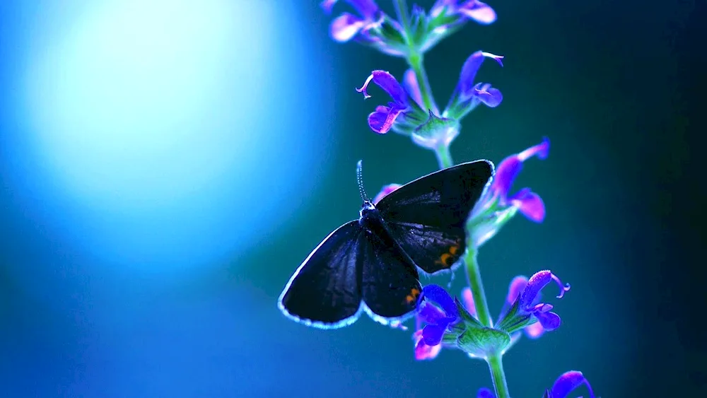 Butterfly on a flower