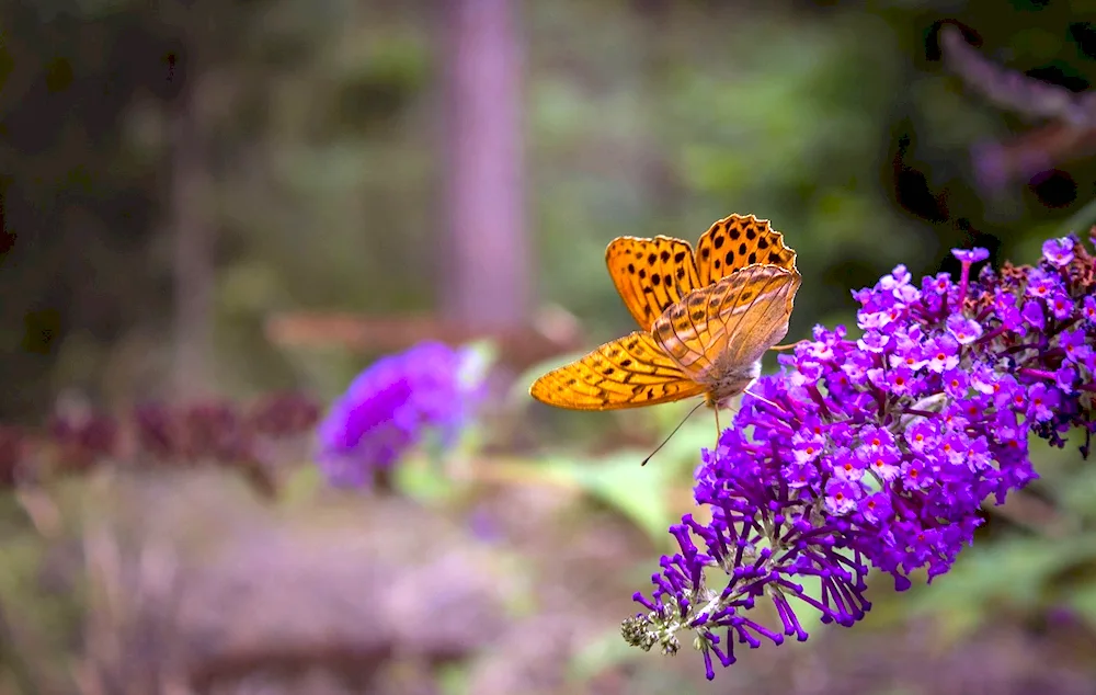 Purple butterfly