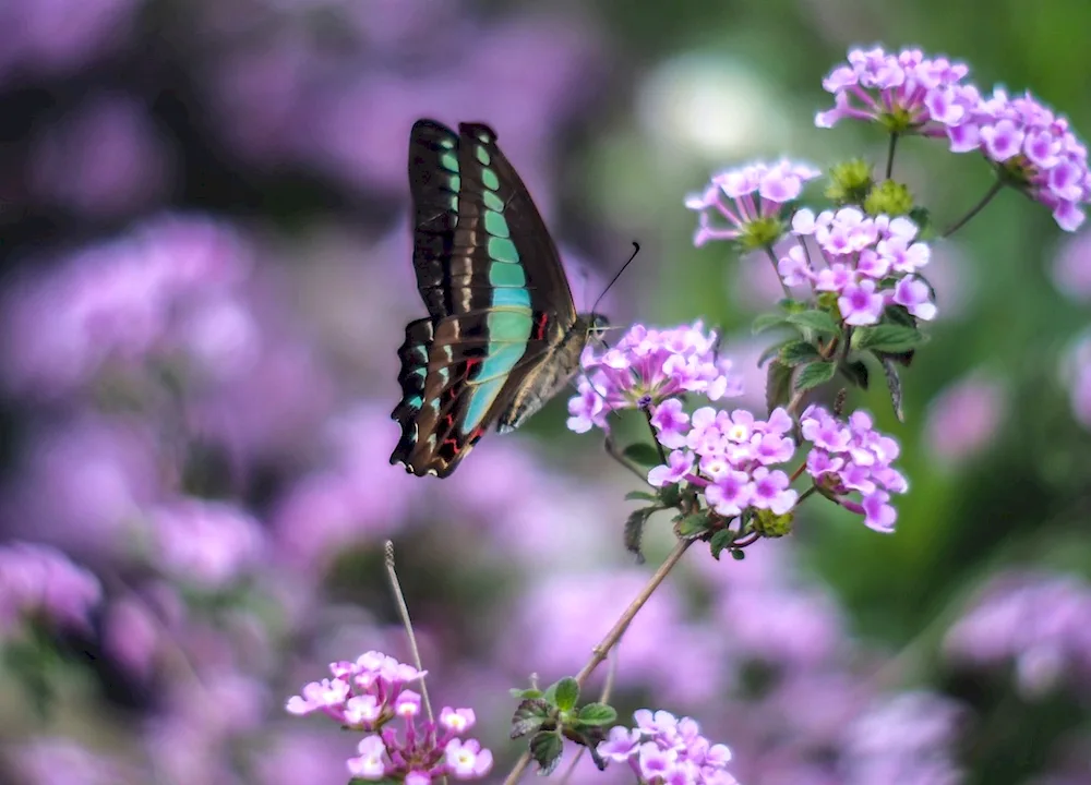 Butterfly on flower