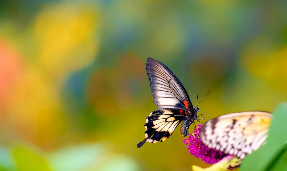 Monarch Butterfly