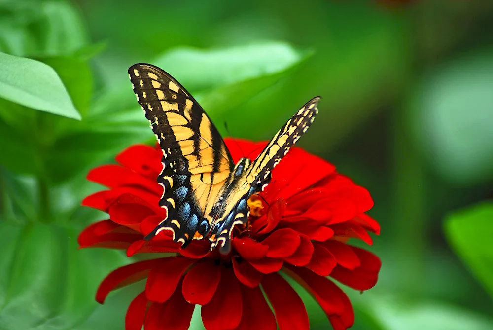 Butterfly on flower