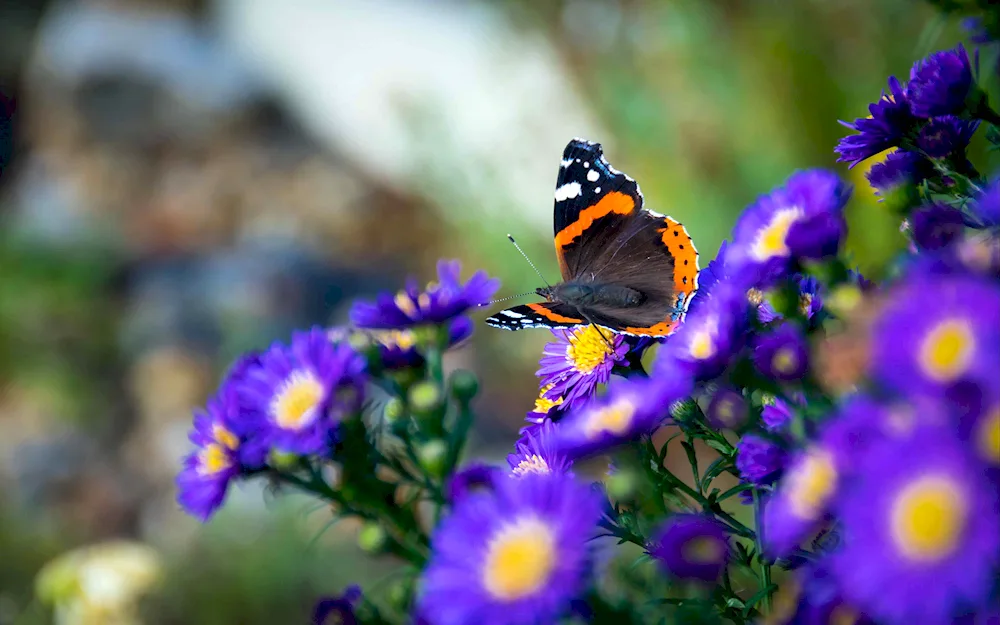 Butterfly on flower