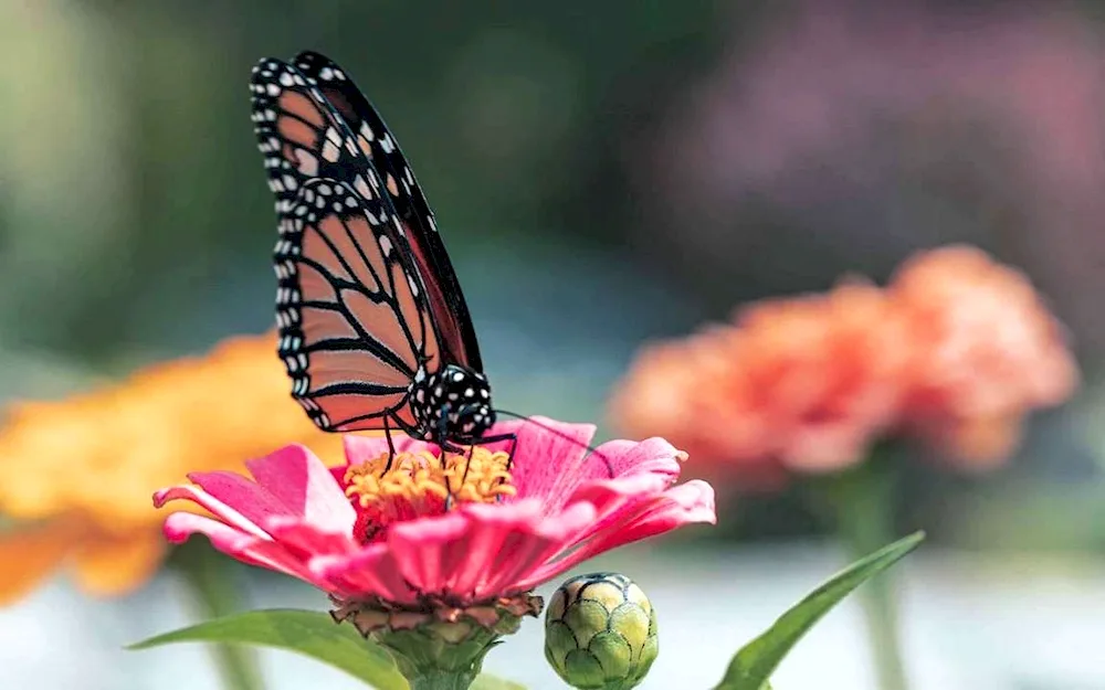 Butterfly on flower