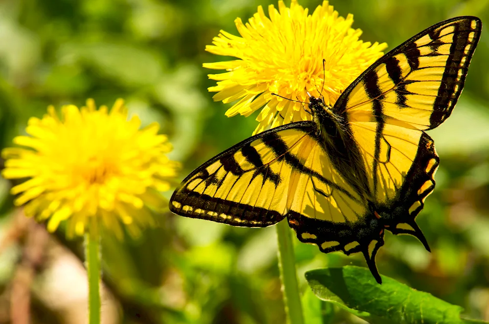 Butterfly background