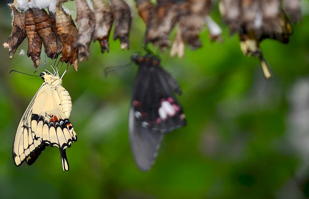 Pupa of the moth