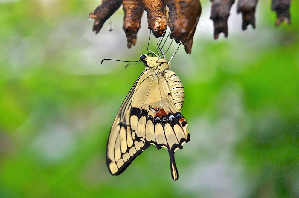 Rumyantsev's butterfly cocoon