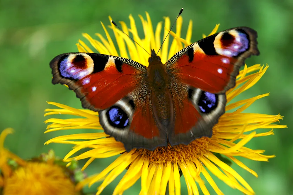 Peacock's eye butterfly