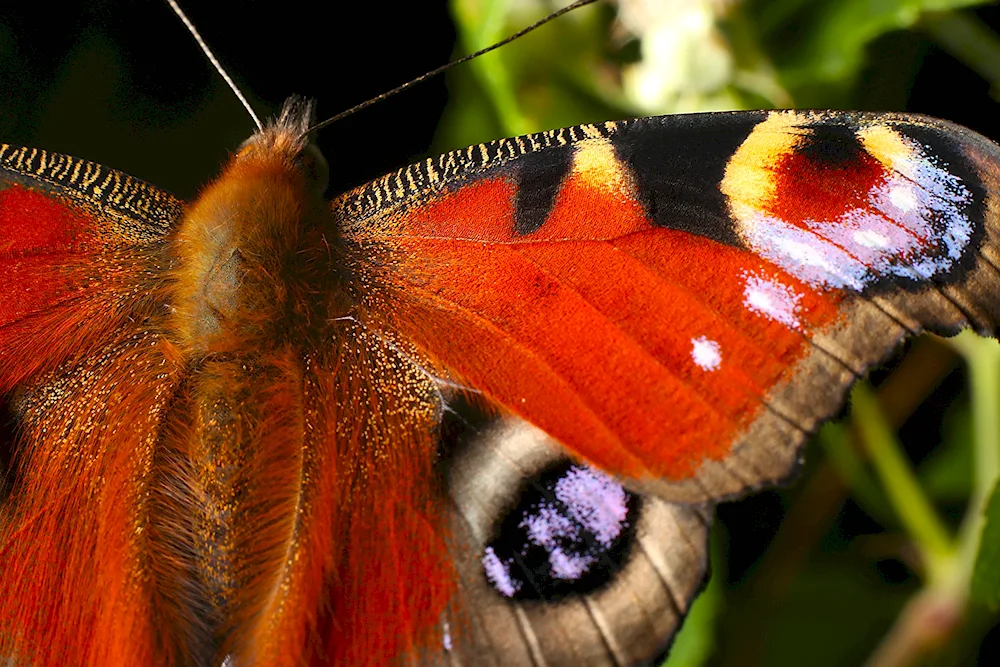 Peacock's eye butterfly