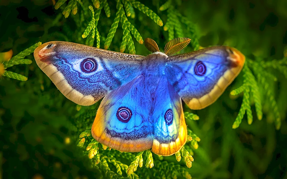 Microscopic butterfly proboscope