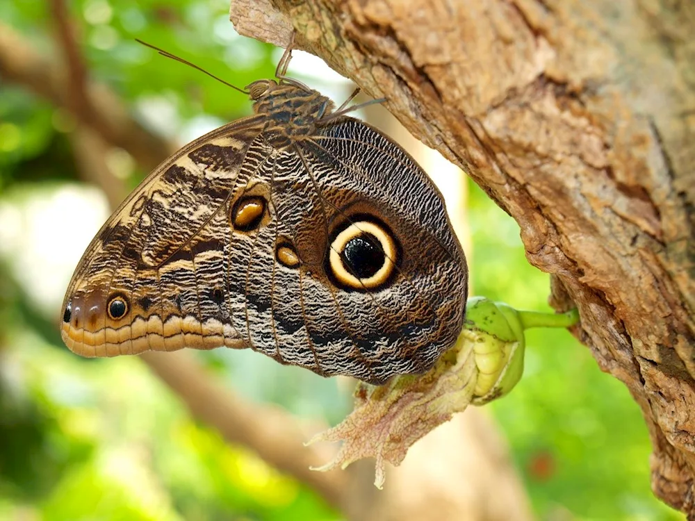 Glaucous flower butterfly