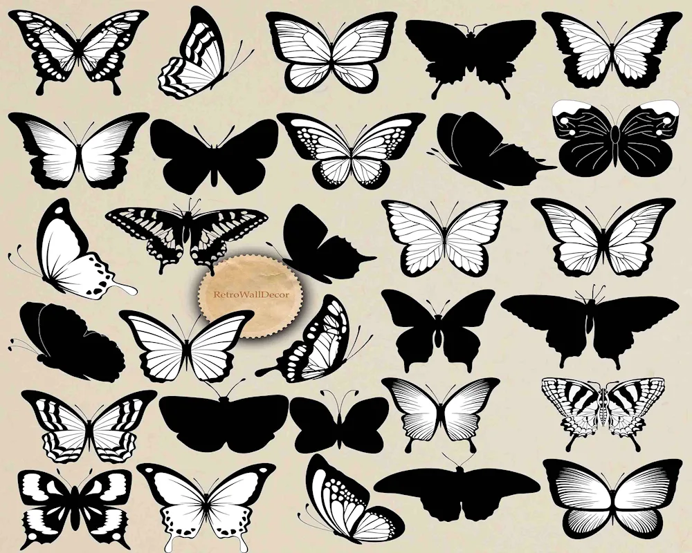 Butterfly drawing