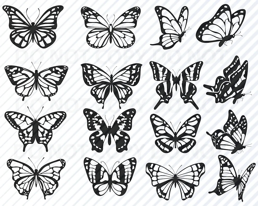 Butterfly sketch