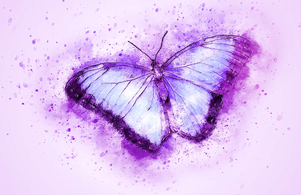 Butterflies on white background