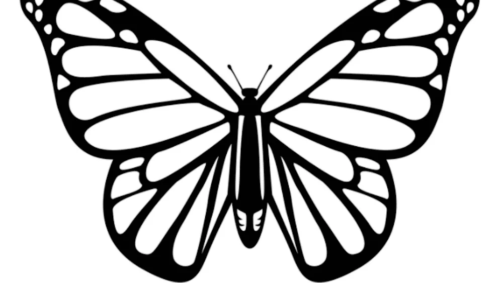 Butterfly drawing