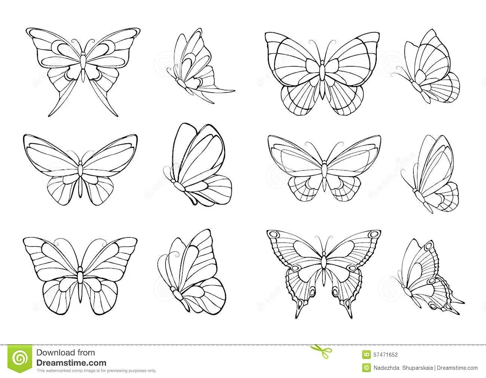 Butterfly drawing