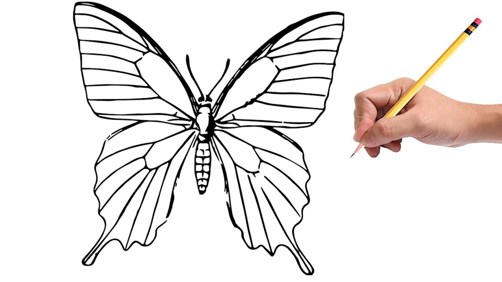 Butterfly drawing
