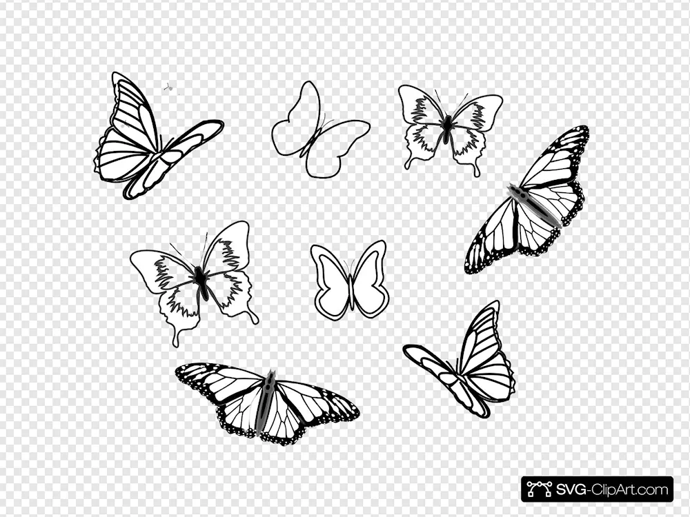 Pencil drawing of a butterfly for sketching