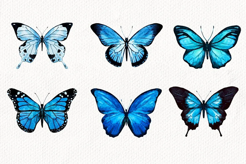 Butterfly drawing in pencil