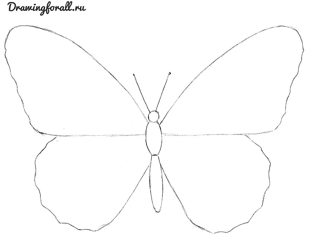 Butterfly drawing in pencil