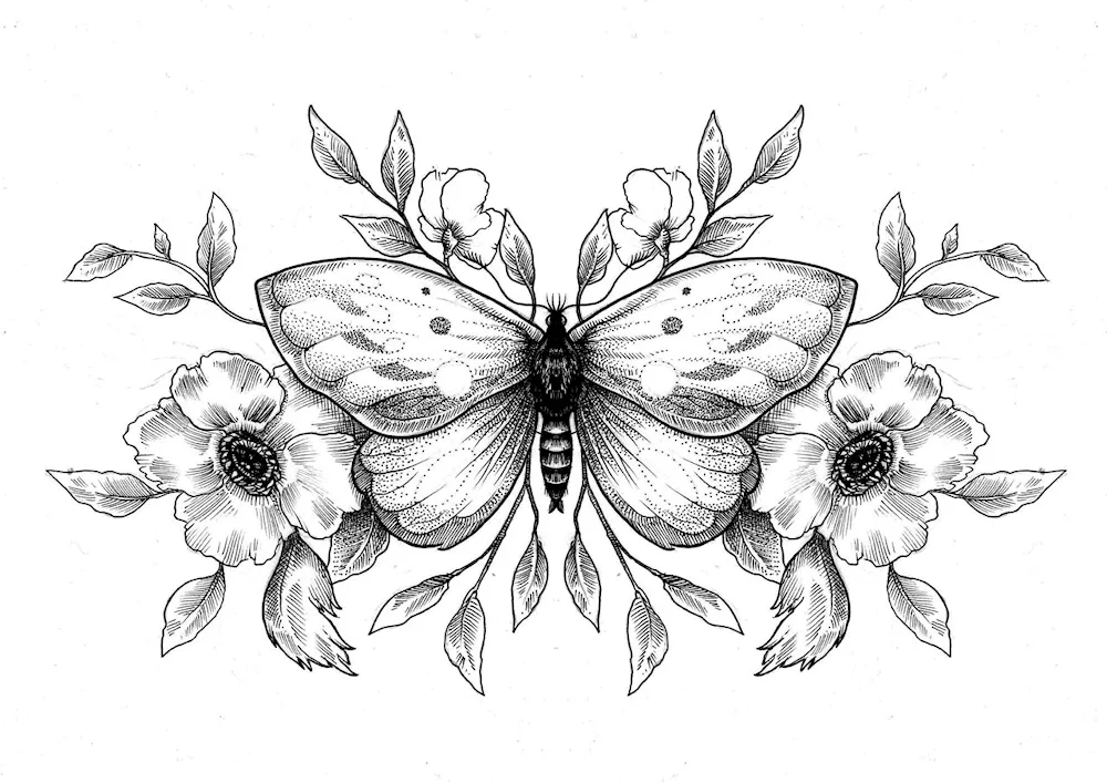 Butterfly drawing