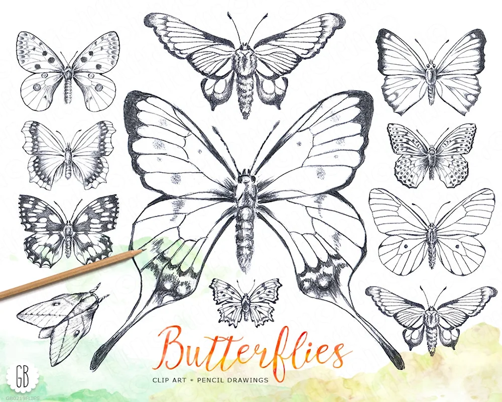 Butterfly tattoo sketch