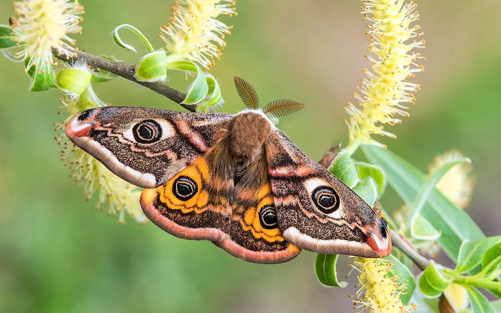 Butterflies