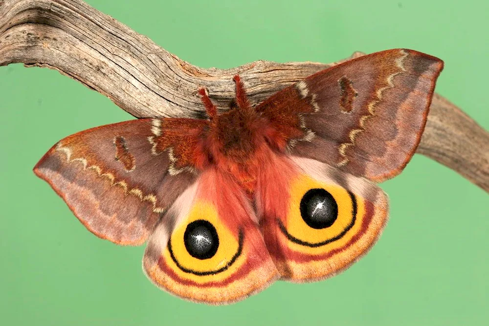 Peacock's eye butterfly colouration