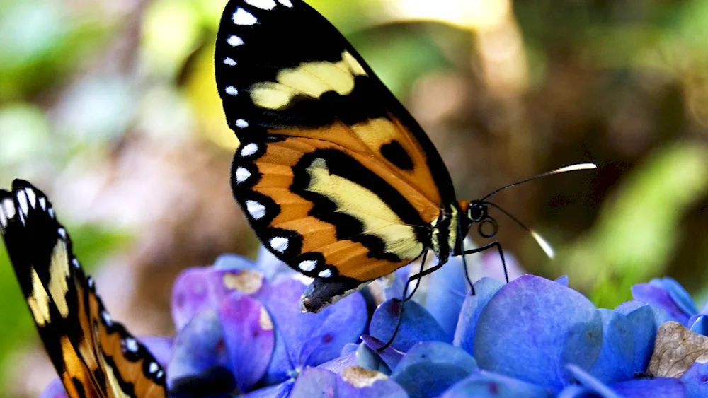 Tiger Menelaus butterfly