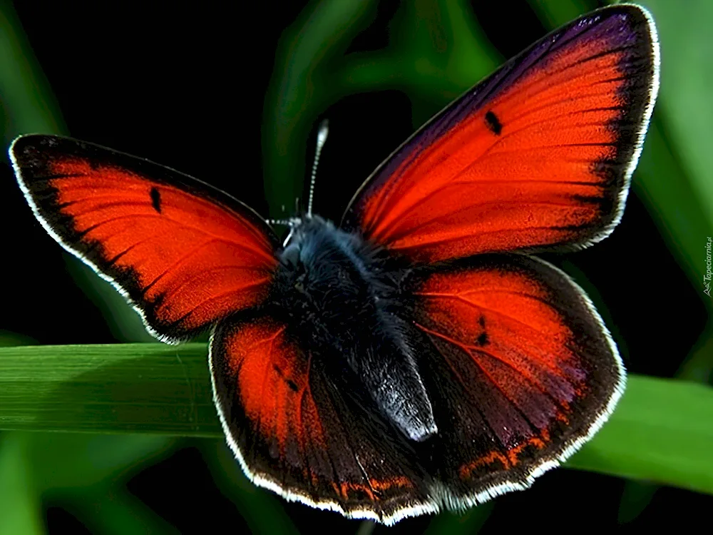 Butterflies on white background