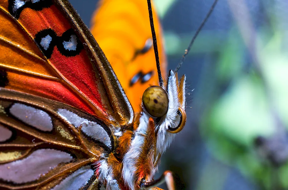 Butterfly flower-eyed butterfly