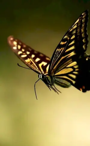 Butterfly in flight