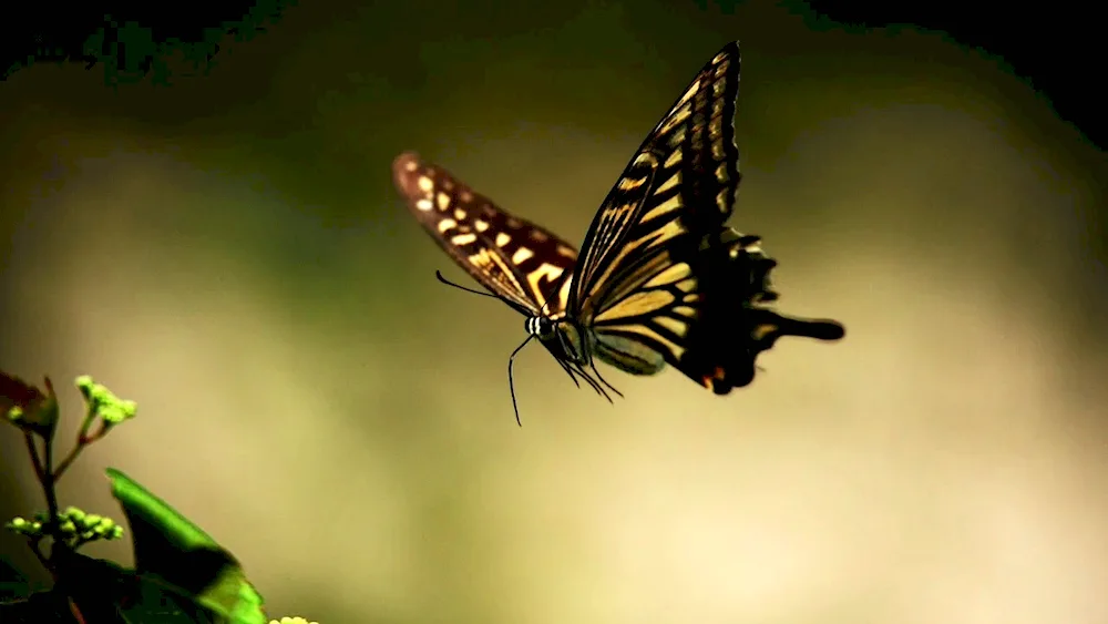 Butterfly in flight