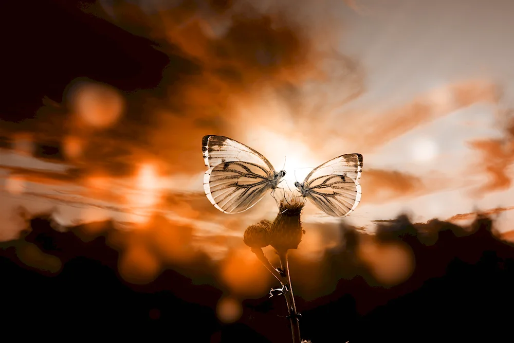 Macro shot of butterflies