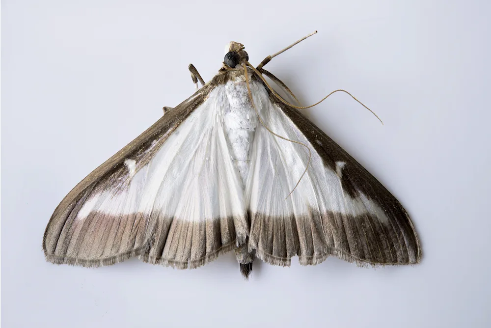 Mulberry silkworm moth