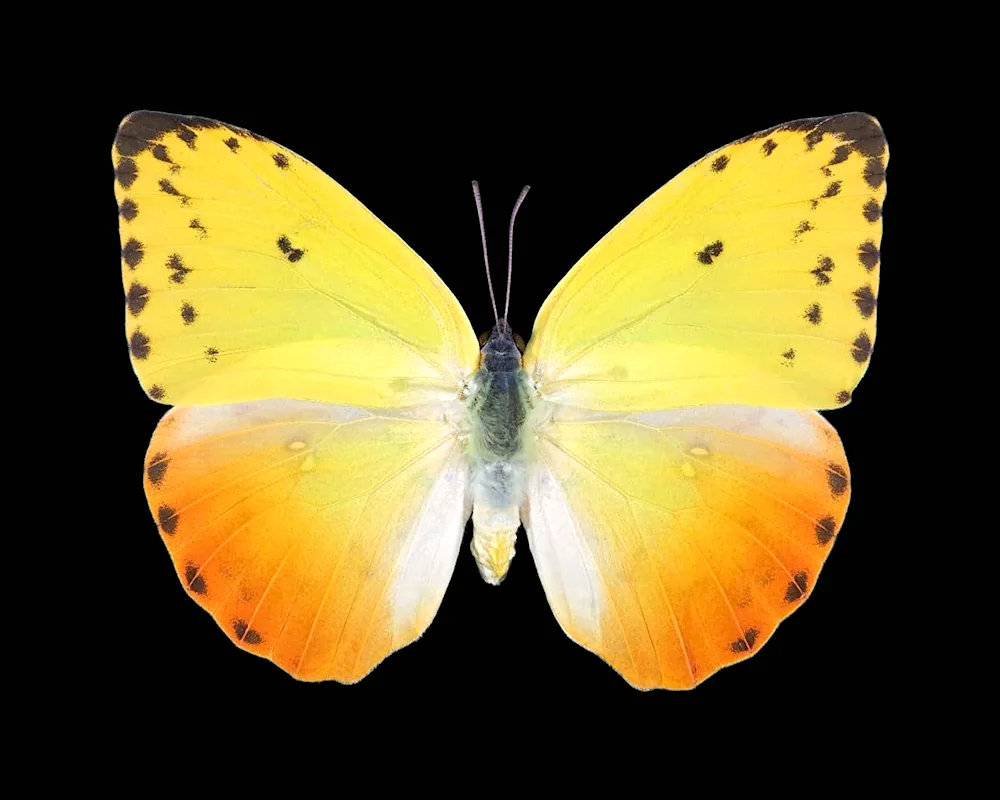 Jaundice butterfly