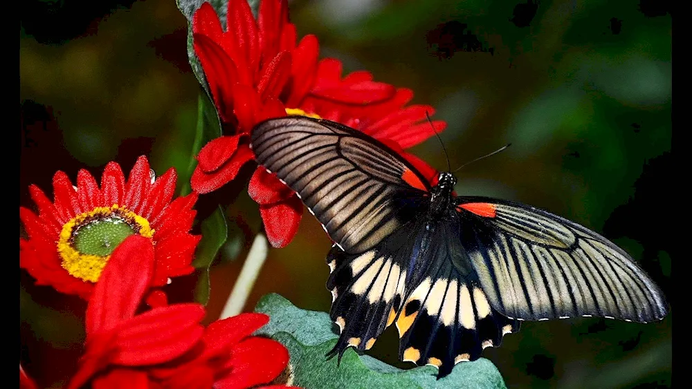 Black Cardinal butterfly