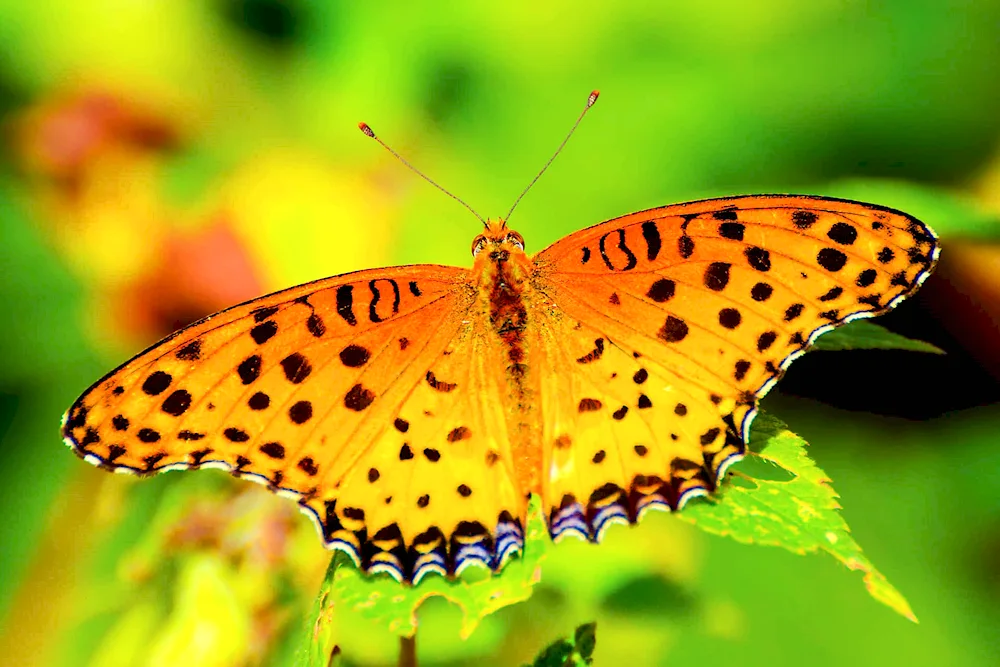 Mahon orange butterfly