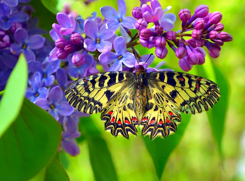 Beautiful background with butterflies