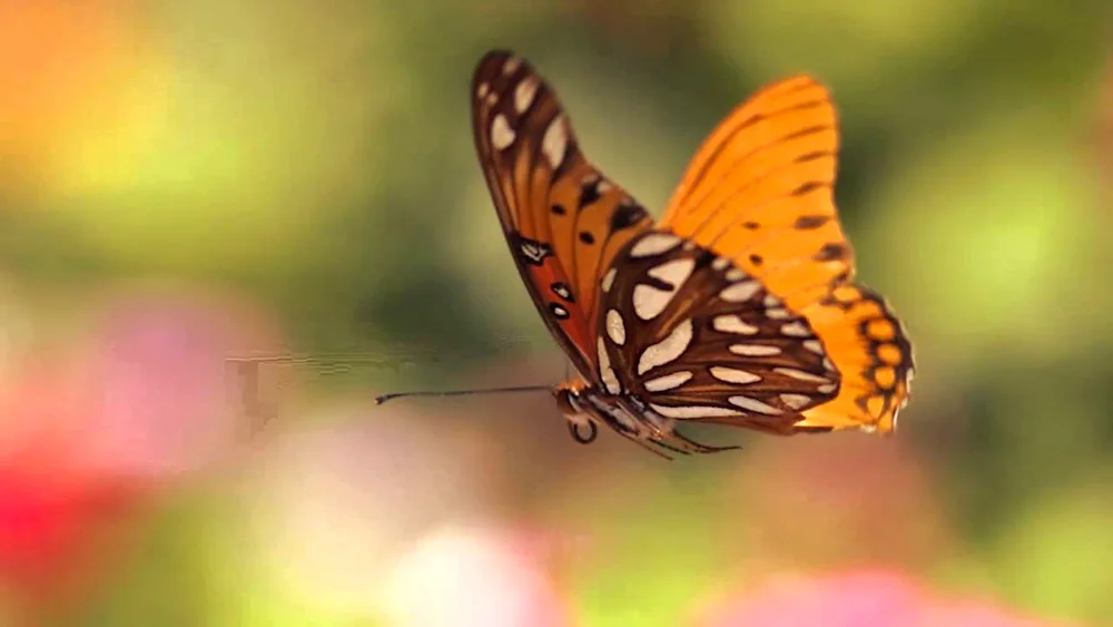 Butterflies flying