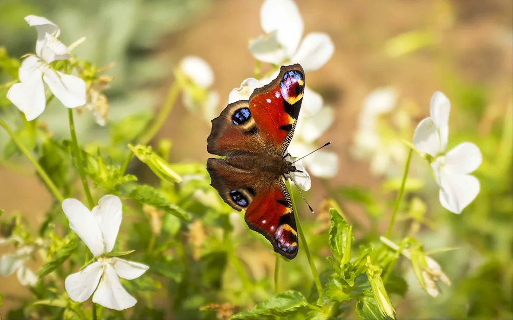 Macrophotography of insects